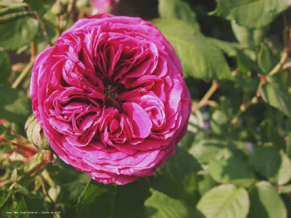 Rosa 'Mme Isaac Pereire'