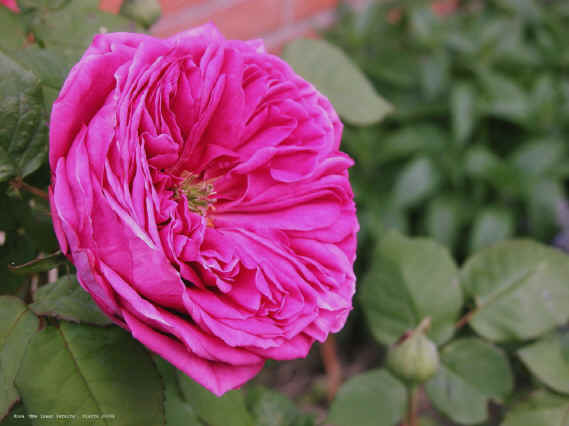 Rosa 'Mme Isaac Pereire'