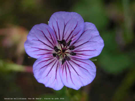Geranium wallichianum 'Chris'
