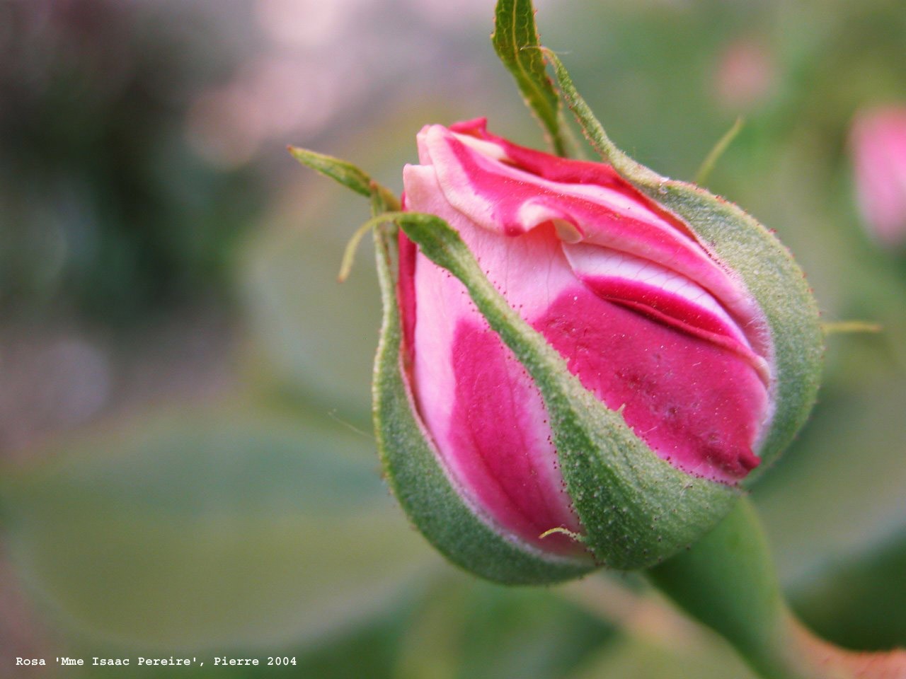 Rosa 'Mme Pierre Oger'