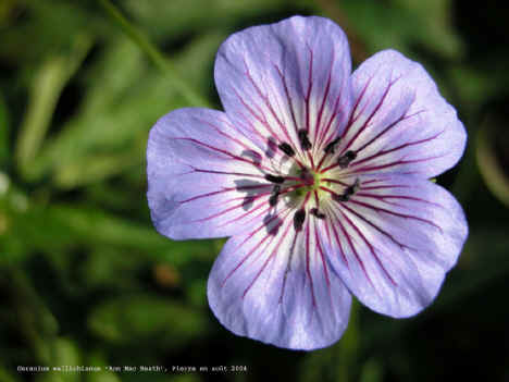 Geranium wallichianum 'hris'