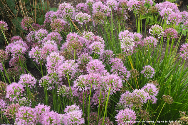 Allium 'Avatar'