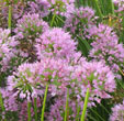 Allium 'Avatar'