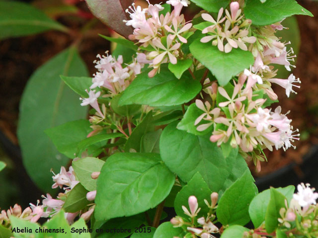 Abelia chinensis