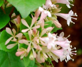 abelia chinensis