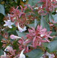 abelia x grandiflora