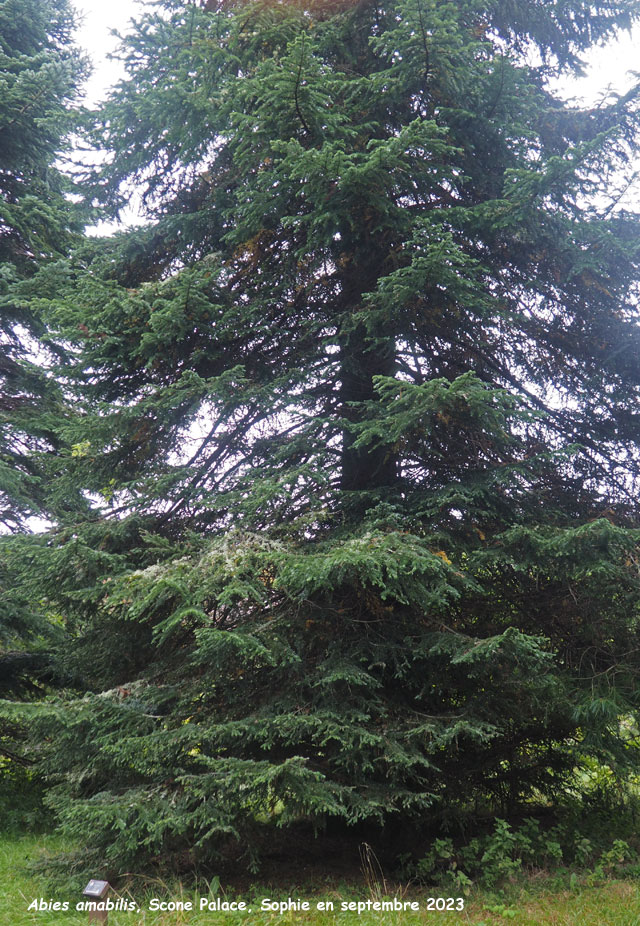 Abies amabilis