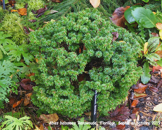 Abies balsamea 'Renswoude'