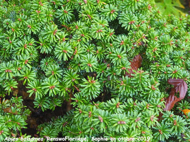 Abies balsamea 'Renswoude