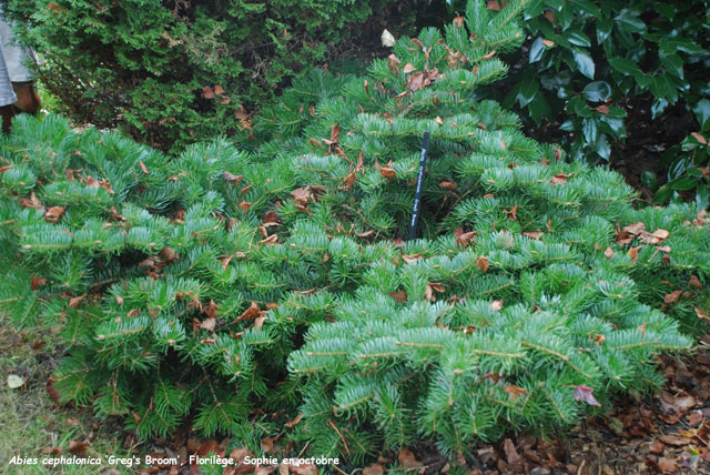 Abies cephalonica 'Greg's Broom'