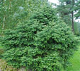 Abies cephalonica 'Meyer's Dwarf'