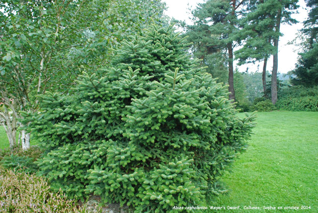 Abies cephalonica 'Meyer's Dwarf'