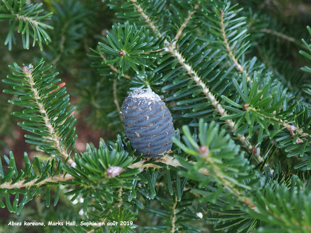 Abies koreana