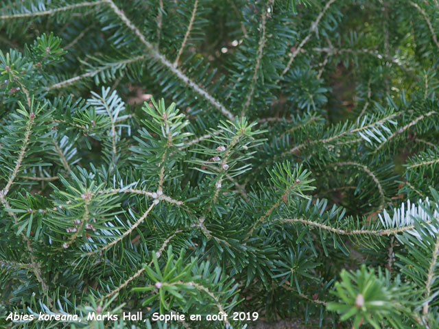 Abies koreana