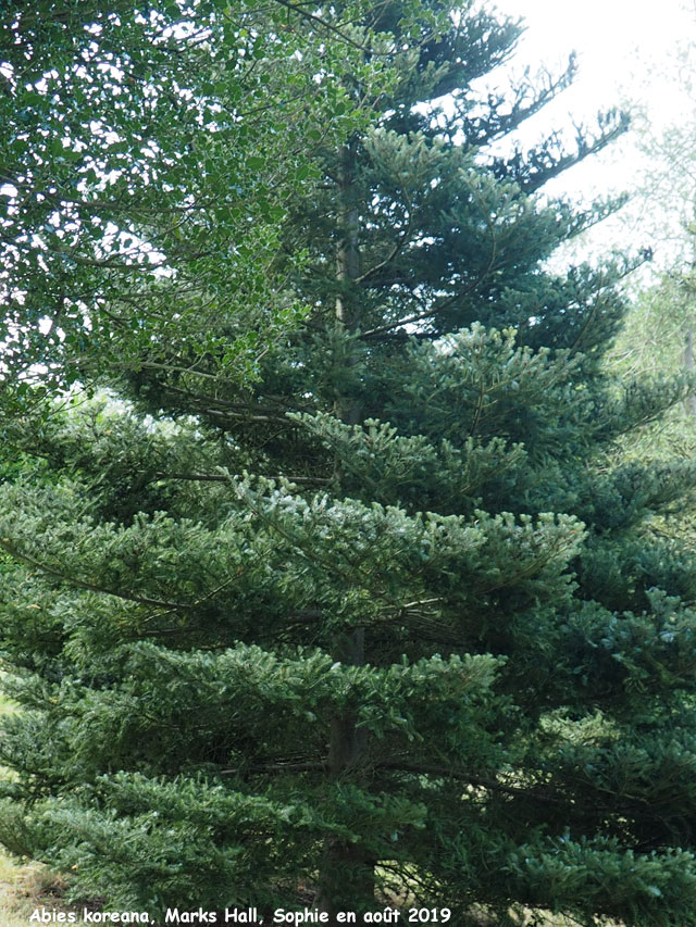 Abies koreana