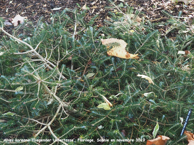 Abies koreana 'Fliegender Untertasse'