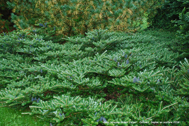 Abies koreana 'Green Carpet'