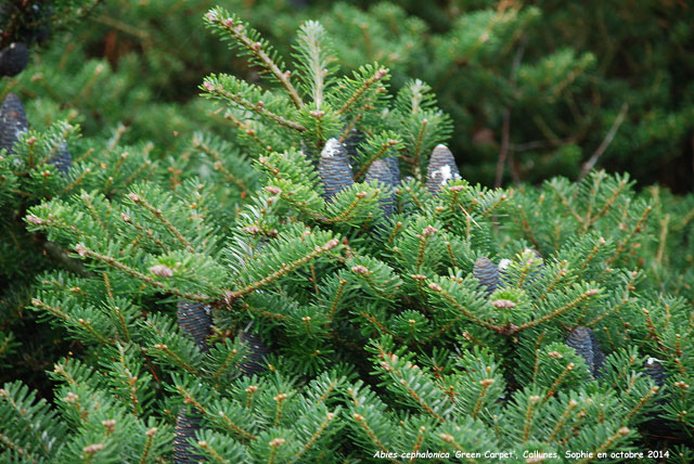 Abies koreana 'Green Carpet'