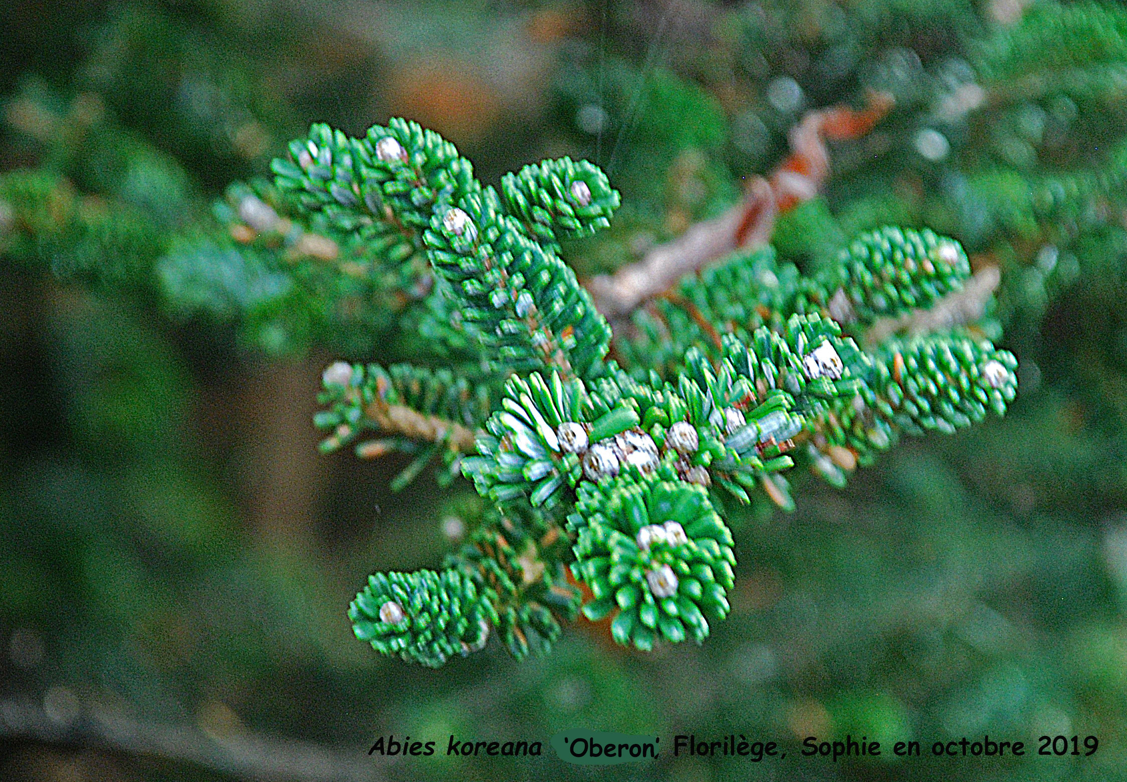 Abies koreana 'Oberon'