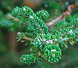 Abies koreana 'Oberon'