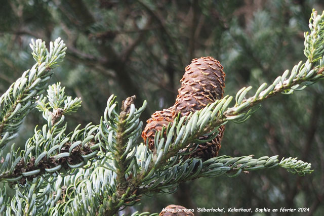 Abies koreana  Silberlocke'