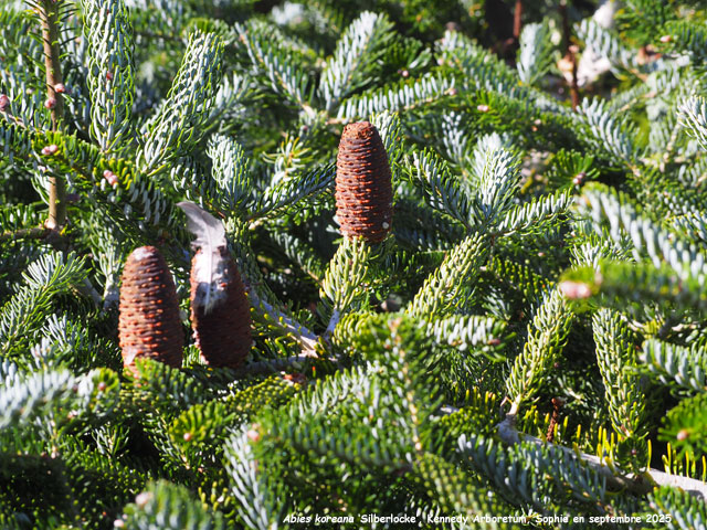 Abies koreana  Silberlocke'