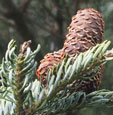 Abies koreana 'Silberlocke