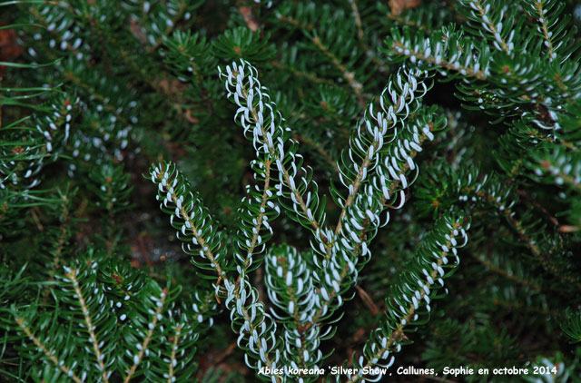 Abies koreana 'Silver Show'