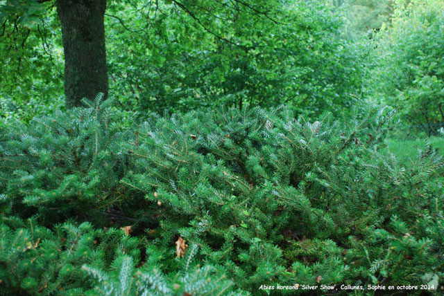 Abies koreana 'Silver Show'