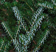 Abies koreana 'Silver Show'