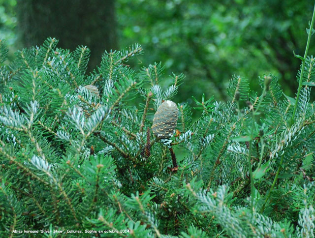 Abies koreana 'Silver Show'