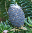 Abies koreana