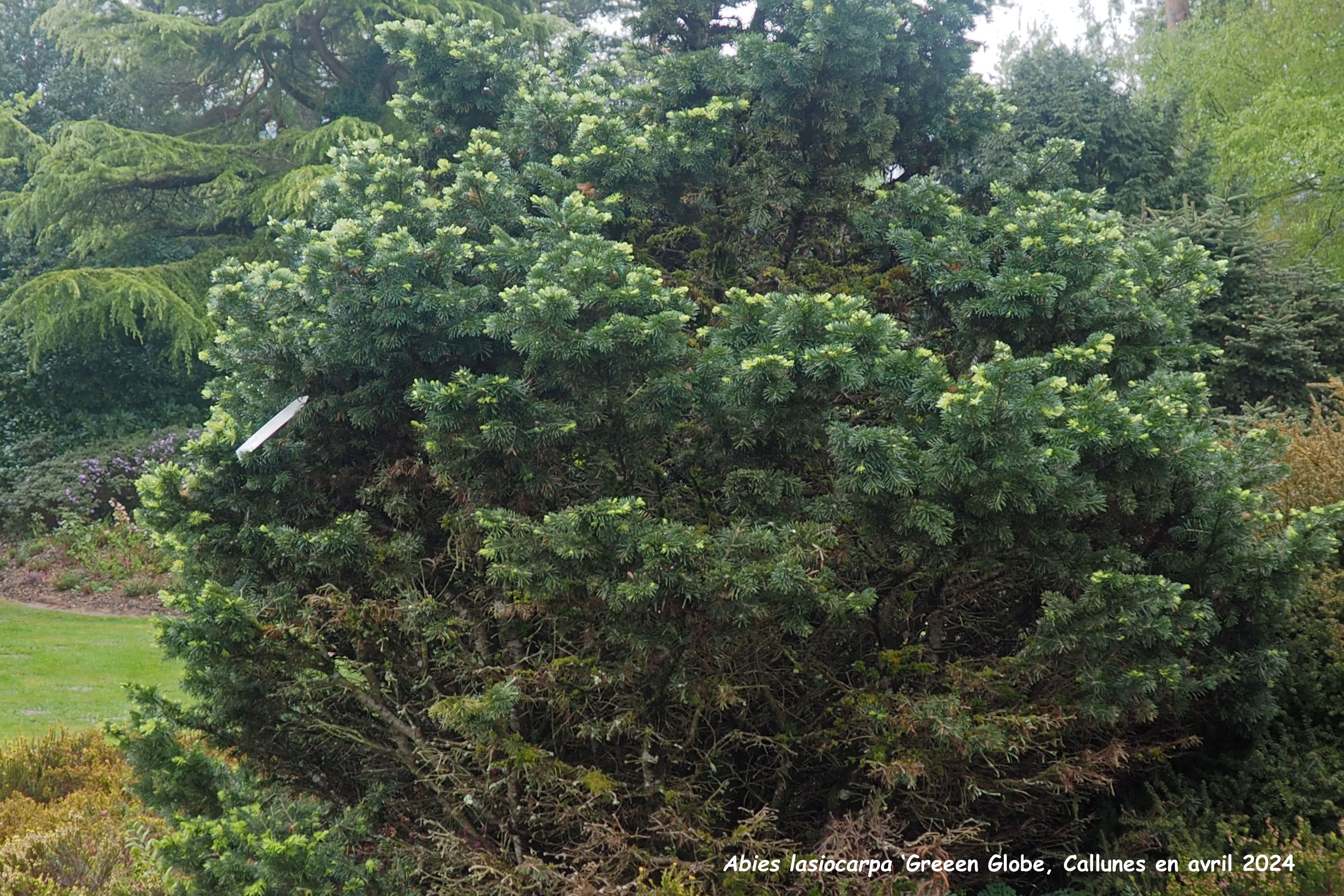 Abies lasiocarpa 'Green Globe'