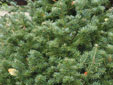 Abies koreana 'Fliegender Untertasse'