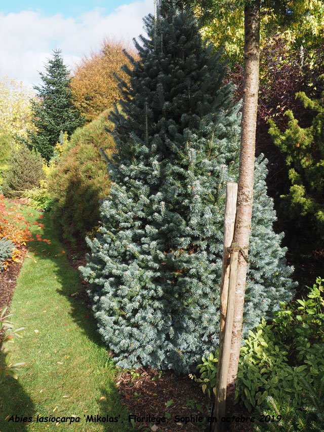 Abies lasiocarpa 'Mikolas'