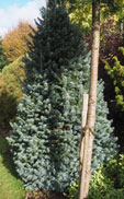 Abies lasiocarpa 'Mikolas'