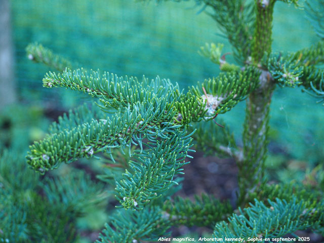 Abies magnifica