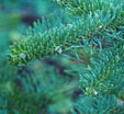 Abies magnifica
