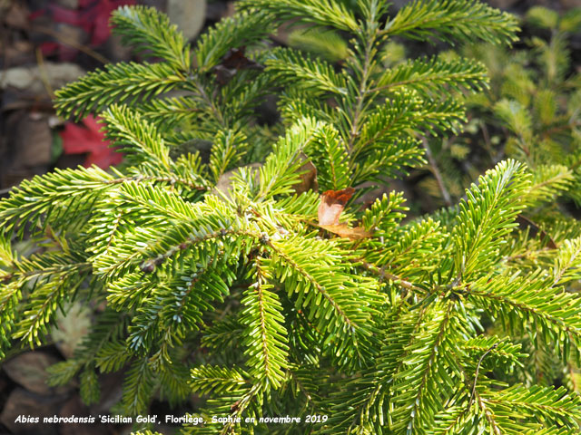 Abies nebrodensis 'Sicilian Gold'