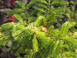 Abies nebrodensis ''Sicilian Gold'