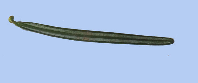 Abies nordmanniana