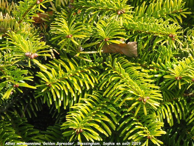 Abies nordmanniana subsp. nordmanniana 'Golden Spreader'