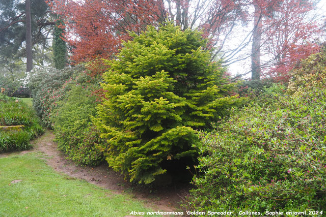 Abies nordmanniana subsp. nordmanniana 'Golden Spreader