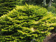 Abies nordmanniana subsp. nordmanniana 'Golden Spreader'