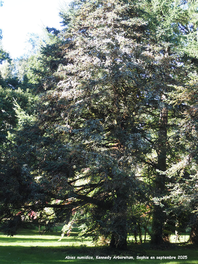 Abies numidica