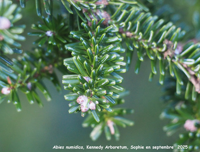 Abies numidica