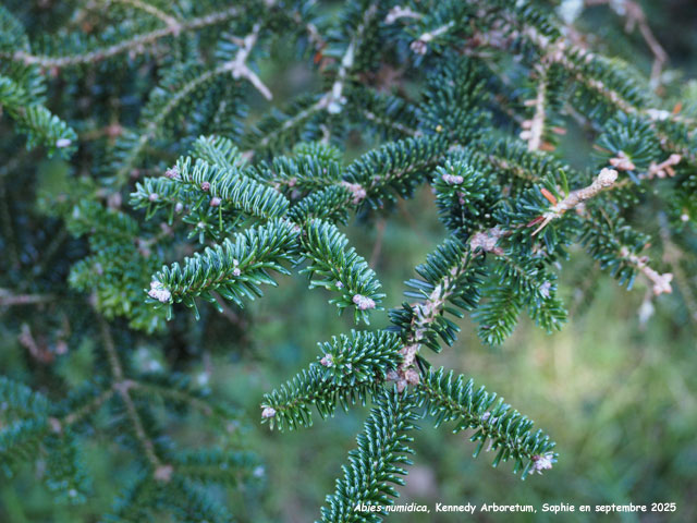 Abies numidica