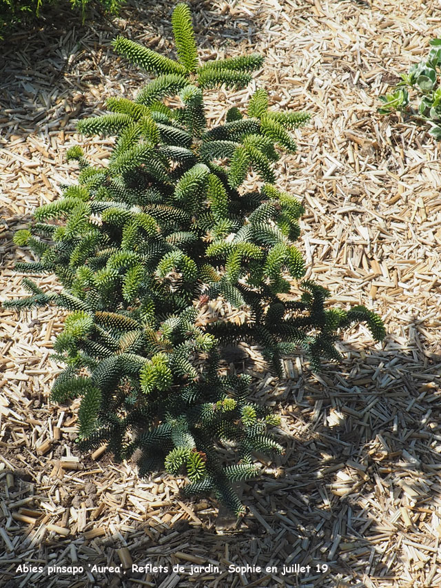Abies pinsapo 'Aurea'