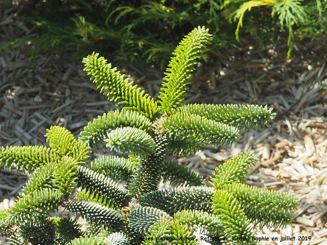 Abies pinsapo 'Aurea'