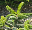Abies pinsapo 'Aurea'